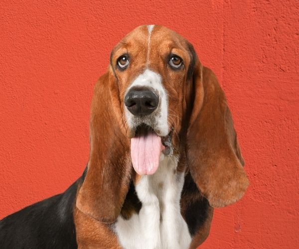 happy basset hound in front of red background