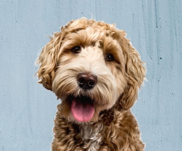 happy labradoodle in front of blue background