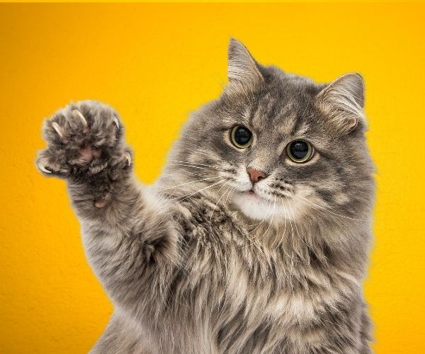 playful long-haired cat in front of yellow background